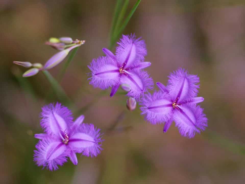 Lila Fransenlilie mit drei Blüten und jeweils drei ausgefransten Blütenblättern