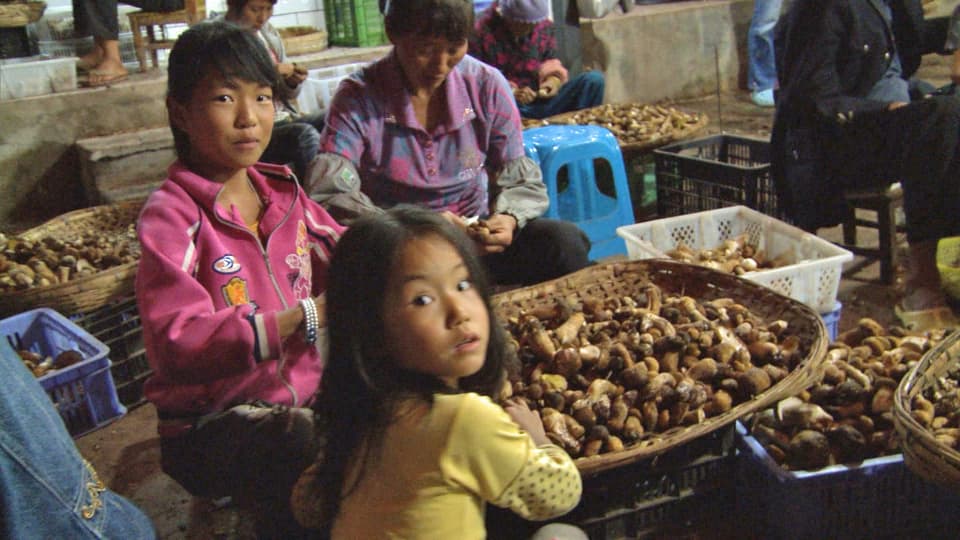 Chinesische Mädchen bearbeiten Steinpilze.