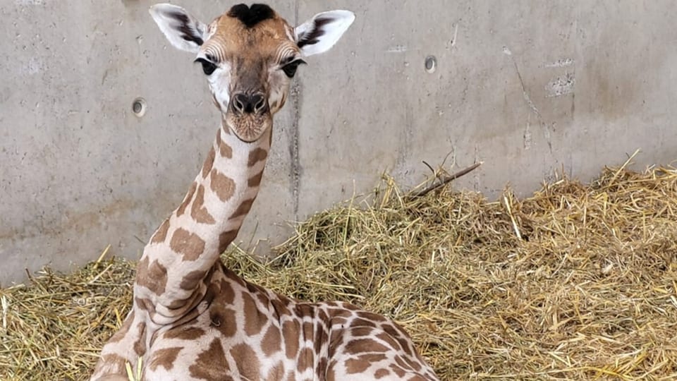 Das Giraffenbaby vom Kinderzoo.