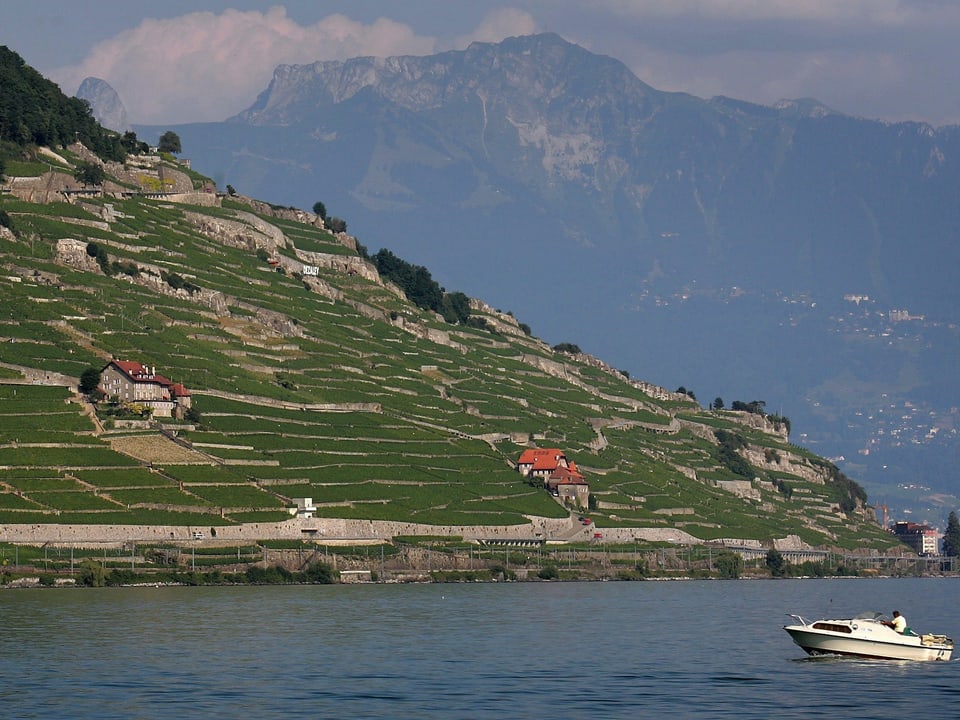 Terrassenförmige Weinberge vom See aus fotogrfiert.