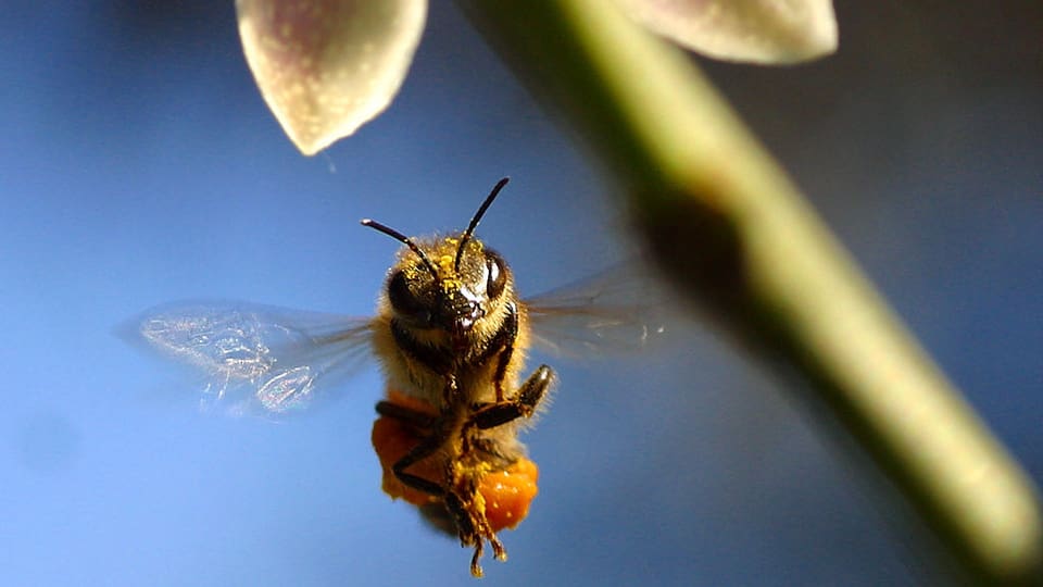 Grossaufnahme einer Biene im Anflug auf eine Blüte.