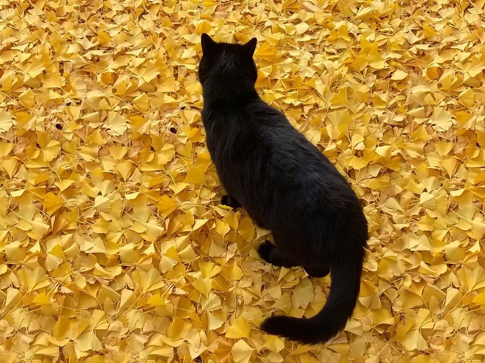 Eine schwarze Katze auf einem leuchtgelben Blätterteppich.