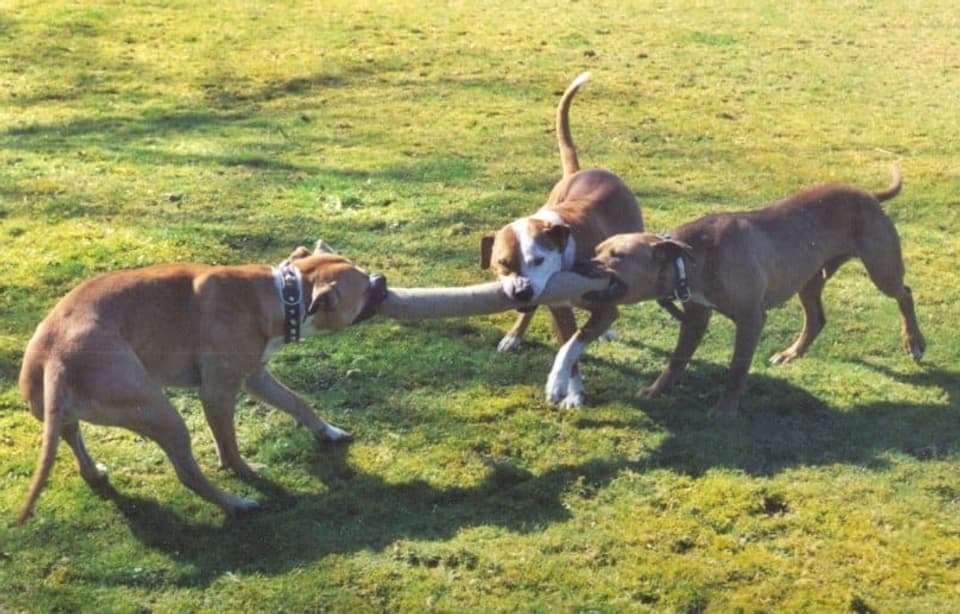 Drei Pit Bull Terrier beim Spielen 