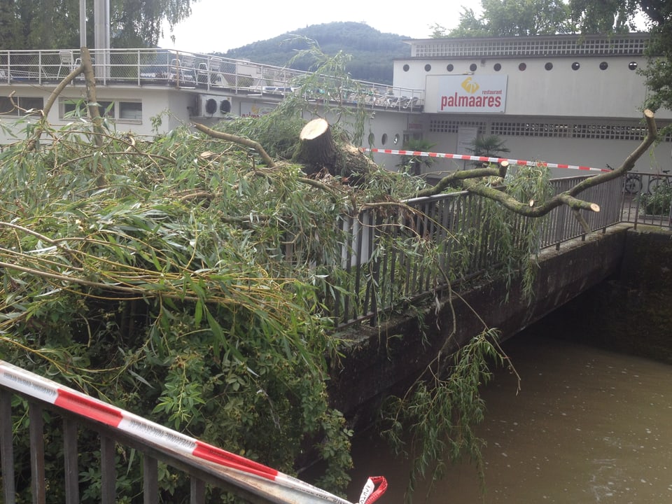 Die umgestürzte Trauerweide blockierte am Morgen die Dünnern-Brücke beim Schwimmbad.