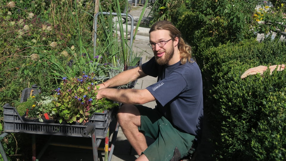 Fabian Zurflüh putzt die Pflanzen für den Verkauf heraus.