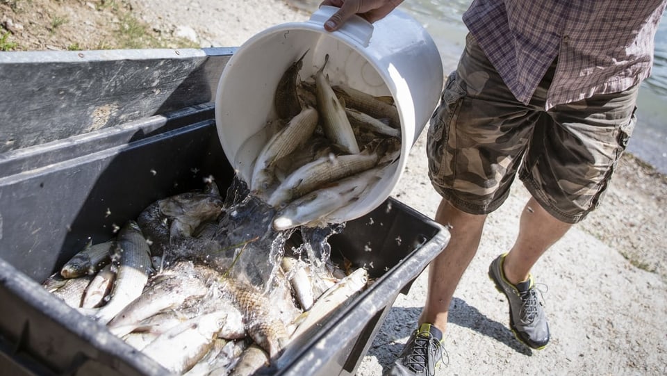 Tote Fische werden in einer Entsorgungstonne gesammelt.