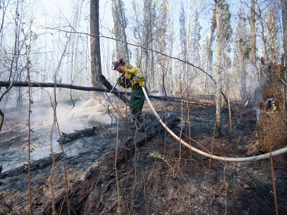Feuermann in einem abgebrannten Waldstück.