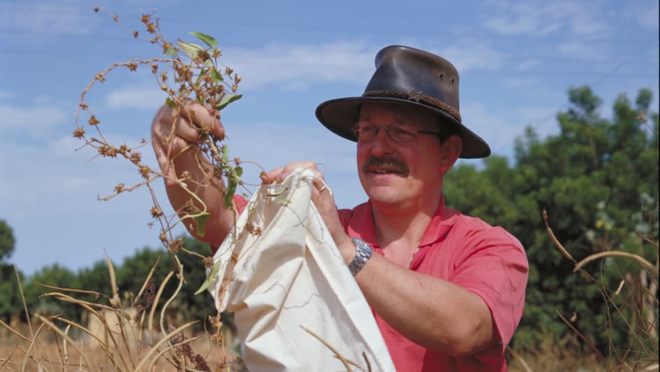Ein Mann steckt eine vertrocknete Winden-Pflanze in einen weissen Sack. 