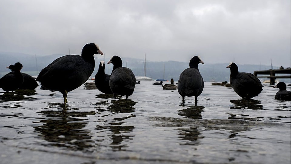 Tiere am Greifensee.