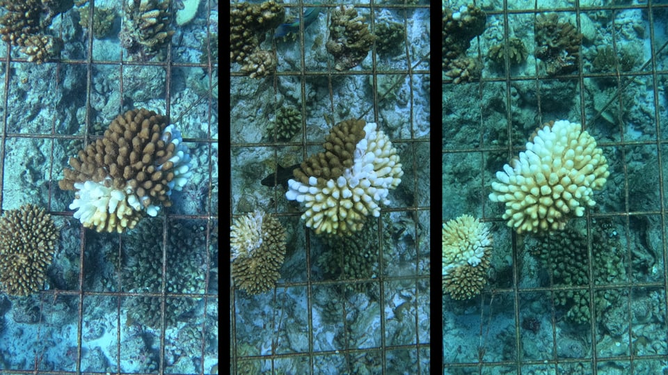 Korallenbleiche auf Korallen im Korallengarten.