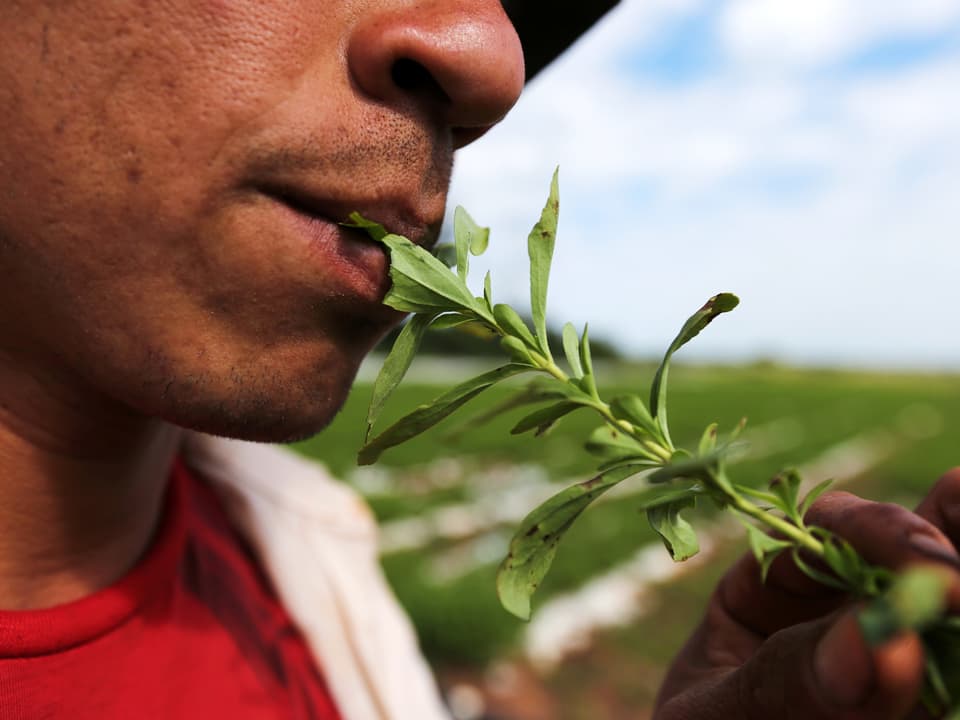 Ein Bauer kostet die süssen Stevia-Blätter.