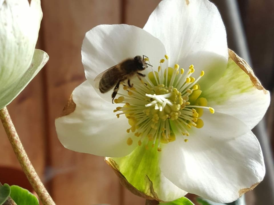 Weisse Blüte einer Christrose mit Biene