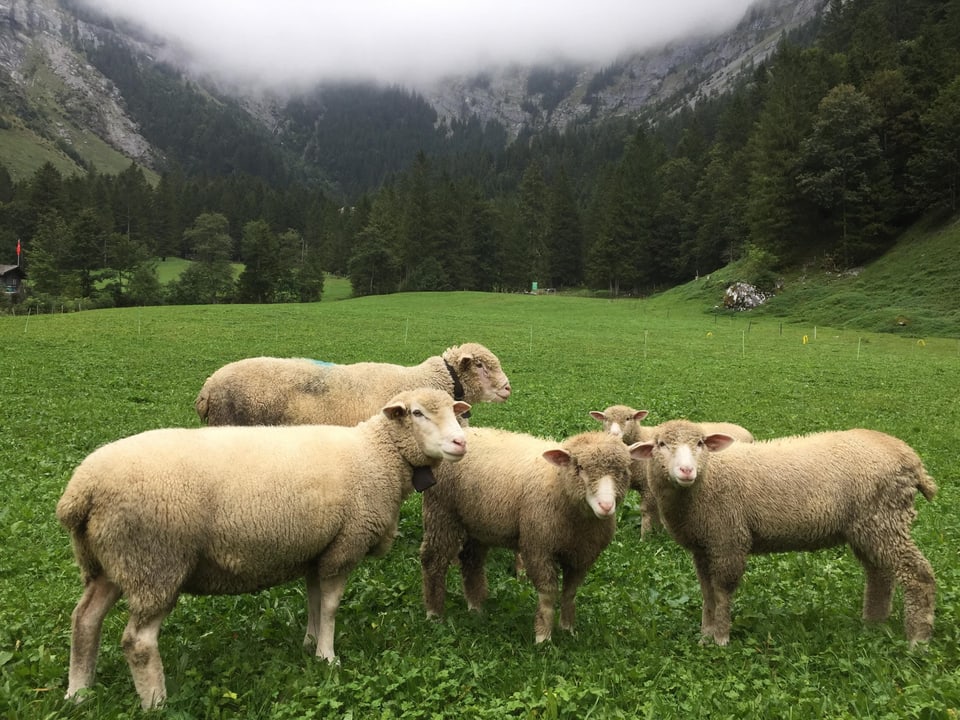 Schafe auf einer grünen Wiese, am Tallschluss dahinter liegt Nebel.