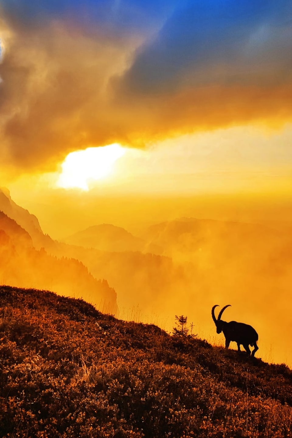 Steinbock im Alpenpanorama. Im Tal Nebelschwaden, am Berge Wolken, die golden leuchten. 