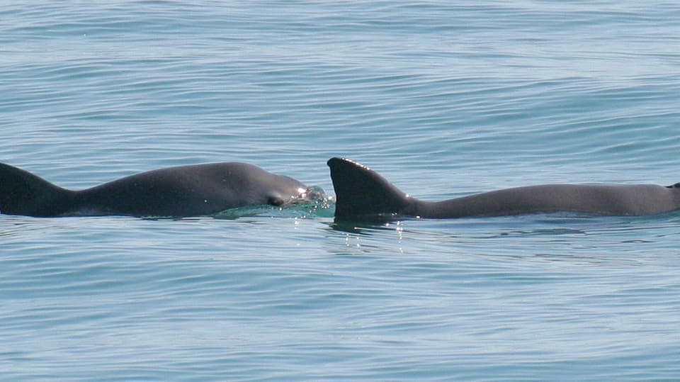 IWC warnt vor dem Aussterben des Kalifornischen Schweinswals