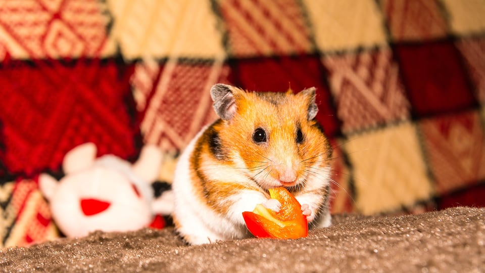 Ein Hamster auf einem Sofa knabbert an einer Scheibe Rüebli.