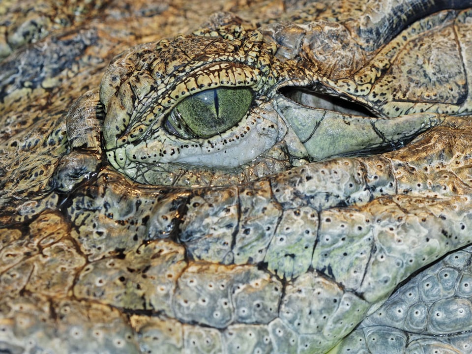 Ausschnitt des Gesichts eines Krokodils mit grünen Augen