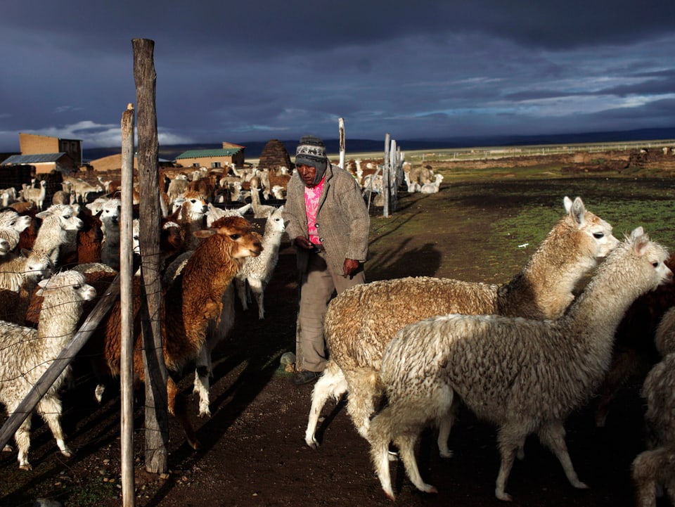 Das Alpaka liefert Wolle, die besonders warm hält.