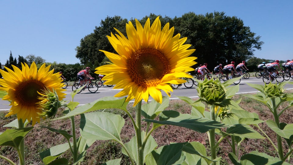 Fahrerfeld hinter einem Sonnenblumenfeld