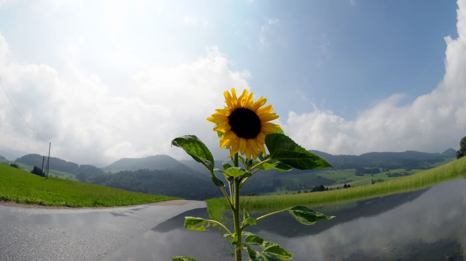 Im Vordergrund ist eine Sonnenblume zu sehen, dahinter die bewaldeten Hügel des Juras. Direkt neben der Blume führt ein geteerter Weg vorbei, hinter der Blume hat sich vom Regen eine grössere Wasserlache gebildet. Am Himmel zeigen sich blaue Flächen und Quellwolken.