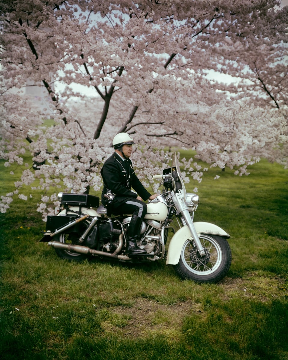 Ein Polizisit auf seinem Motorrad auf einer Wiese unter einem rosa blühenden Baum.