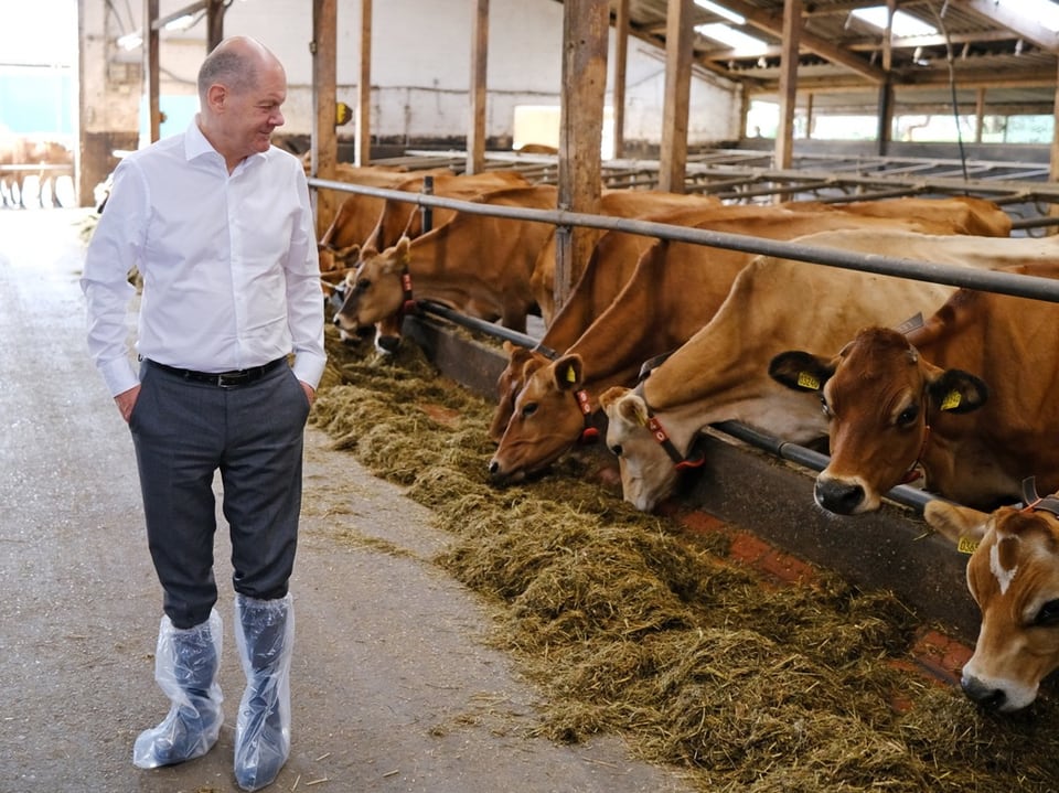 Scholz steht in einem Stall voll mit Kühen und trägt in Plastik eingepackte Schuhe.