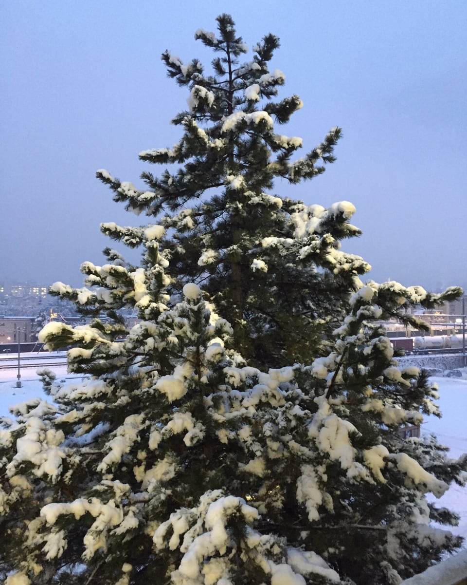 Ein Baum im Schnee.