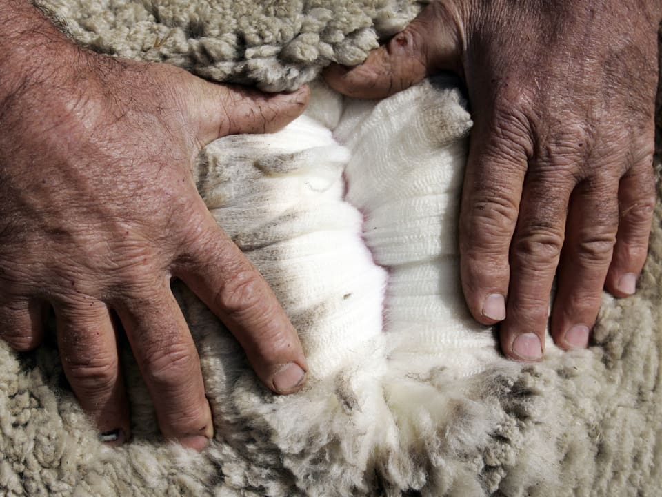 Ein Schafzüchter zeigt das weisse Vliess eines Merino-Schafs unter der Deckschicht.
