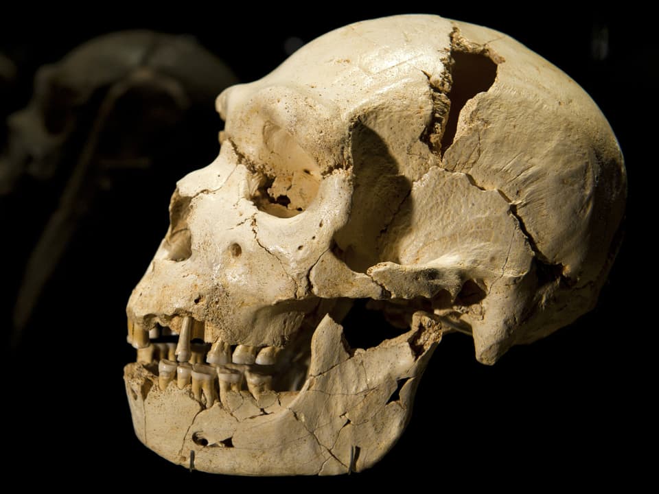 Schädel Homo heidelbergensis