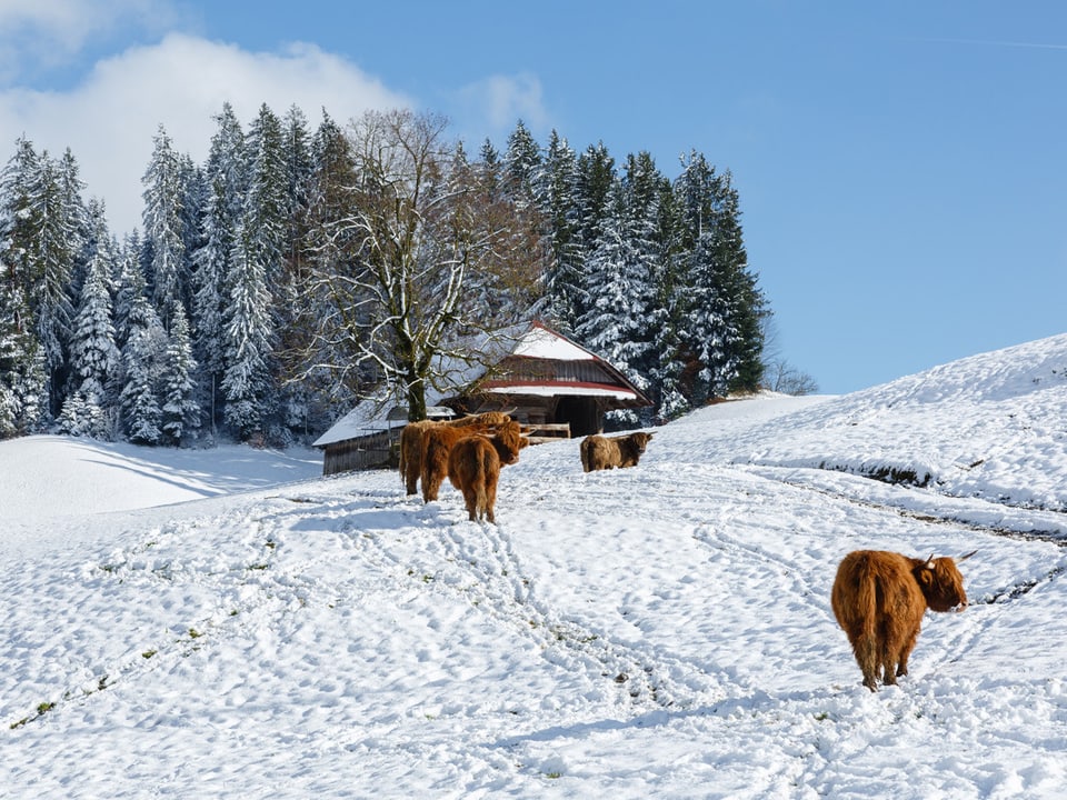 Hochlandrinder mit dickem Fell im Schnee.