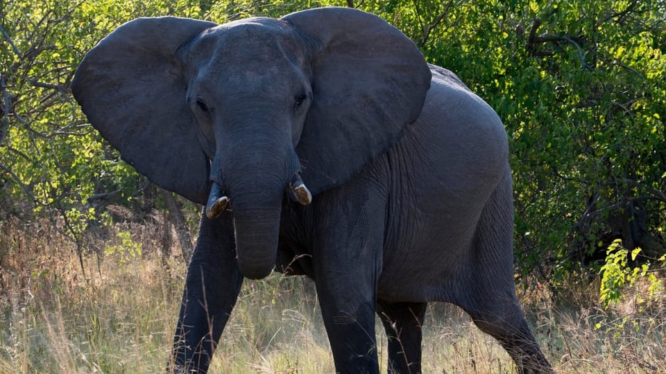 Ein Elefant, nah aufgenommen, schaut in die Kamera.