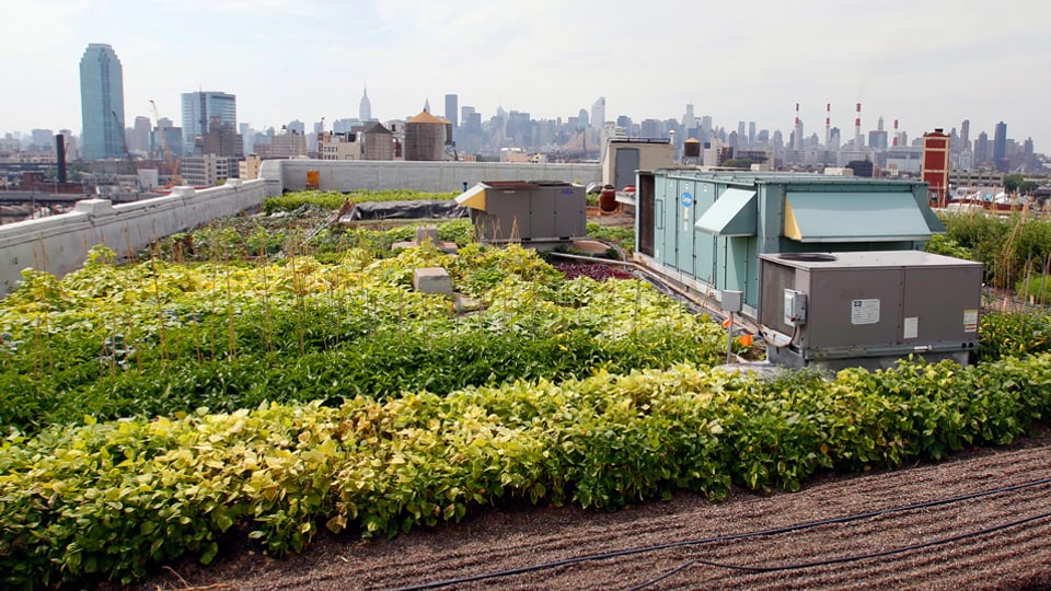Eine Gartenanlage auf dem Dach, dahinter die Skyline von New York City.