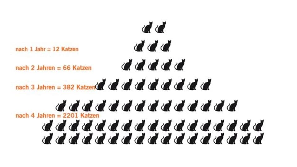 Pyramide zeigt die Vermehrung von Katzen