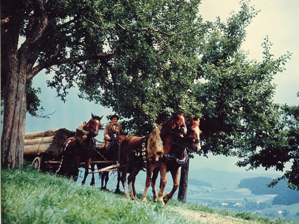Ein Gespann mit Holzbrettern beladen gezogen von vier Pferden unterquert einen grossen Baum. Ein Mann sitzt auf einem der Pferde. 