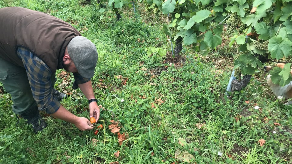 Ein Mann bückt sich zwischen Rebstöcken und hält eine Tomate in den Händen.