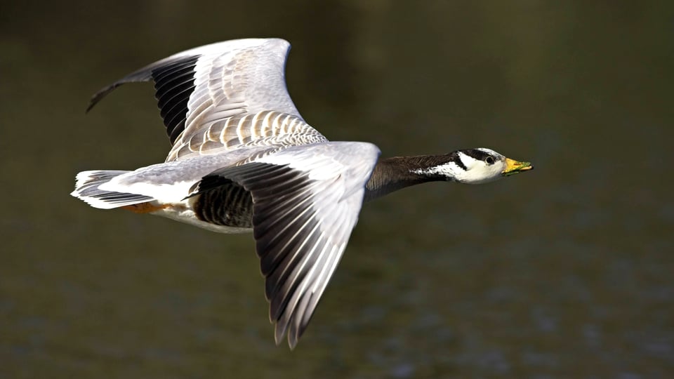 Eine schwarz-weisse Gans fliegt über Gewässer.