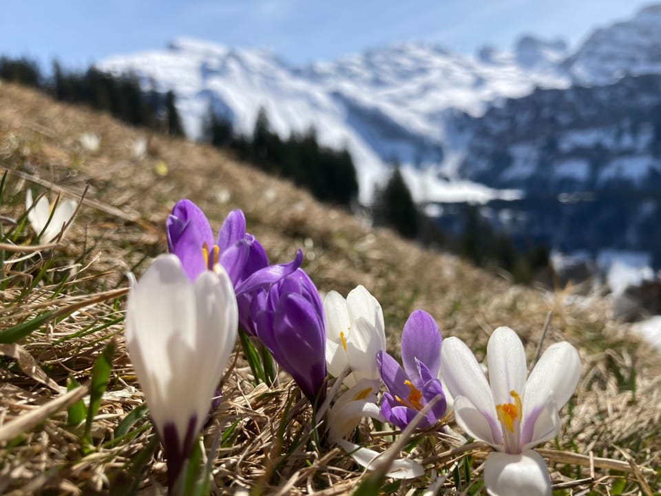 Blühende Krokusse in den Bergen