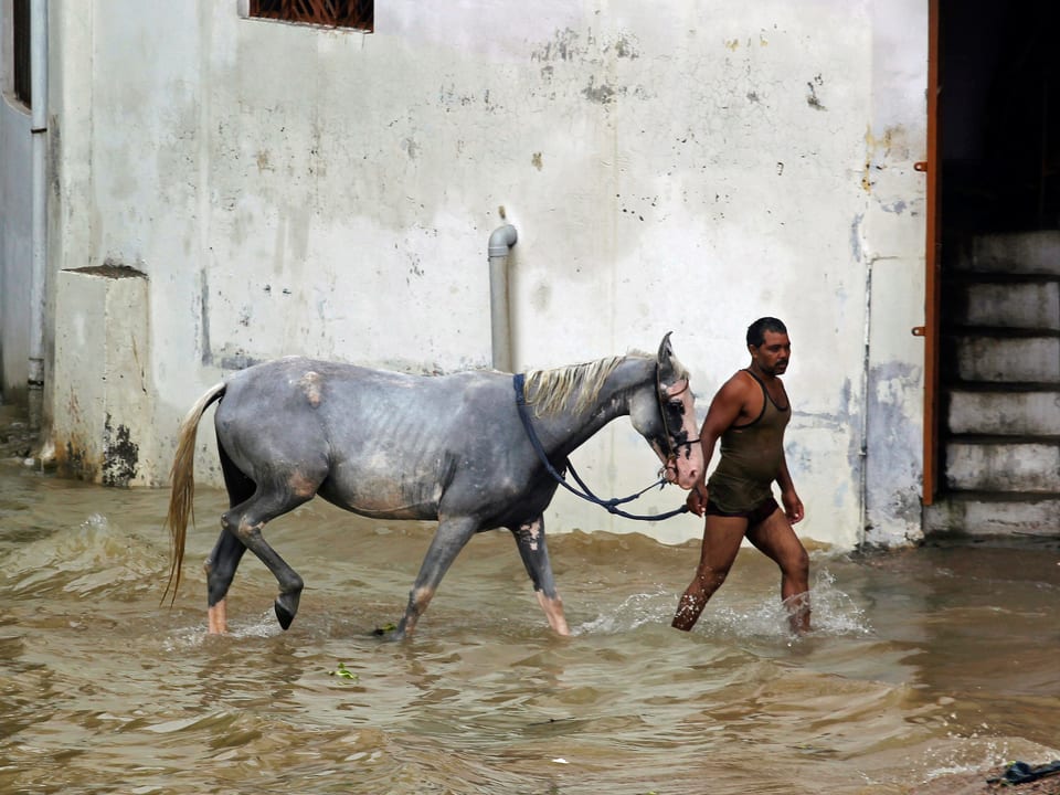 Ein Mann führt ein Pferd am Halfter durchs Wasser