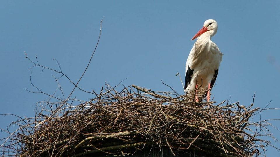 Storch im Nest aus Ästen.