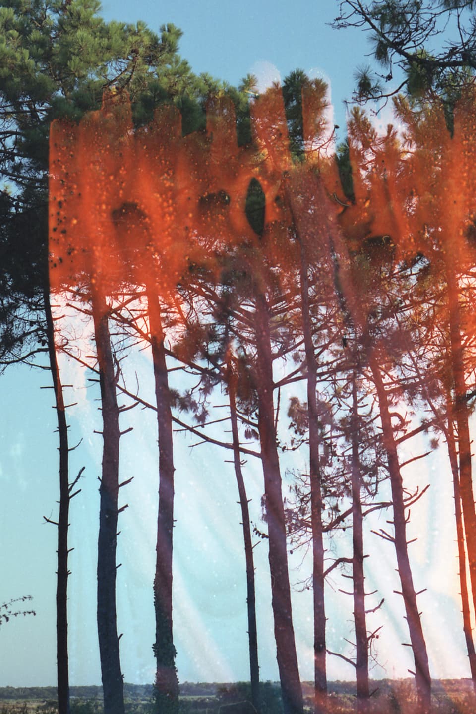 Karge Bäume in einer sonnigen Landschaft.Ein zweites Foto ist darübergelegt mit einer orangen, nicht erkennbaren Struktur.