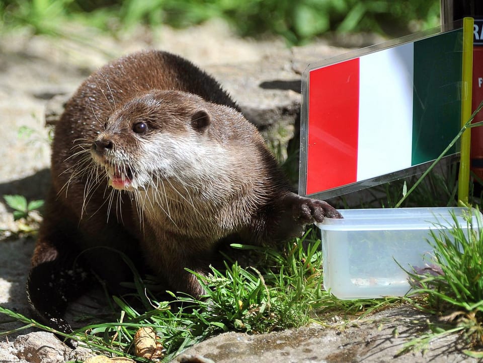 Otter vor einer Schüssel mit einer Fahne.