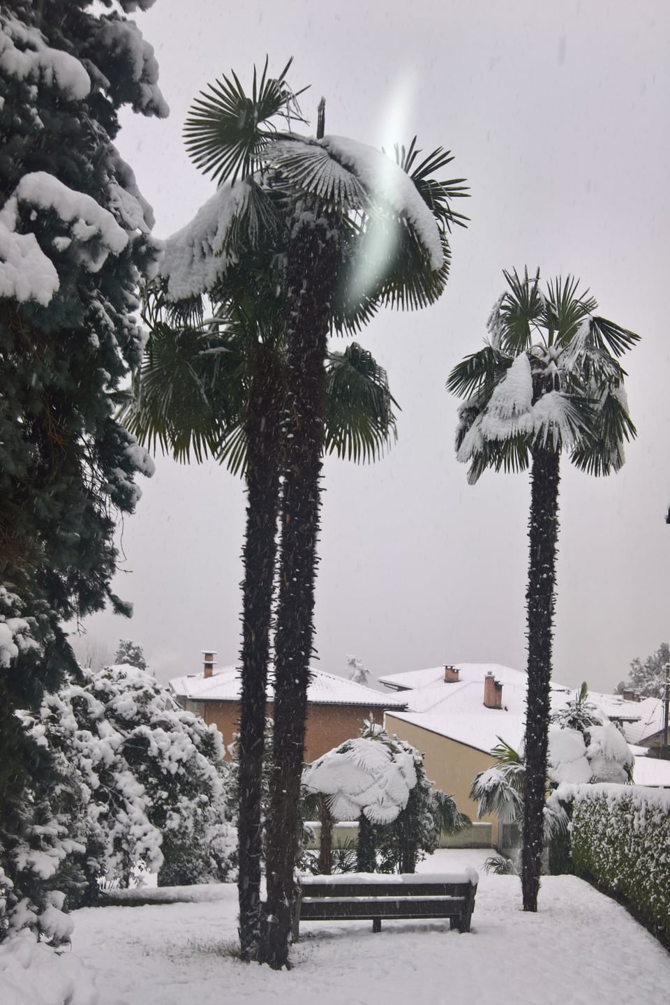 Verschneite Palmen in einem Park in Locarno.