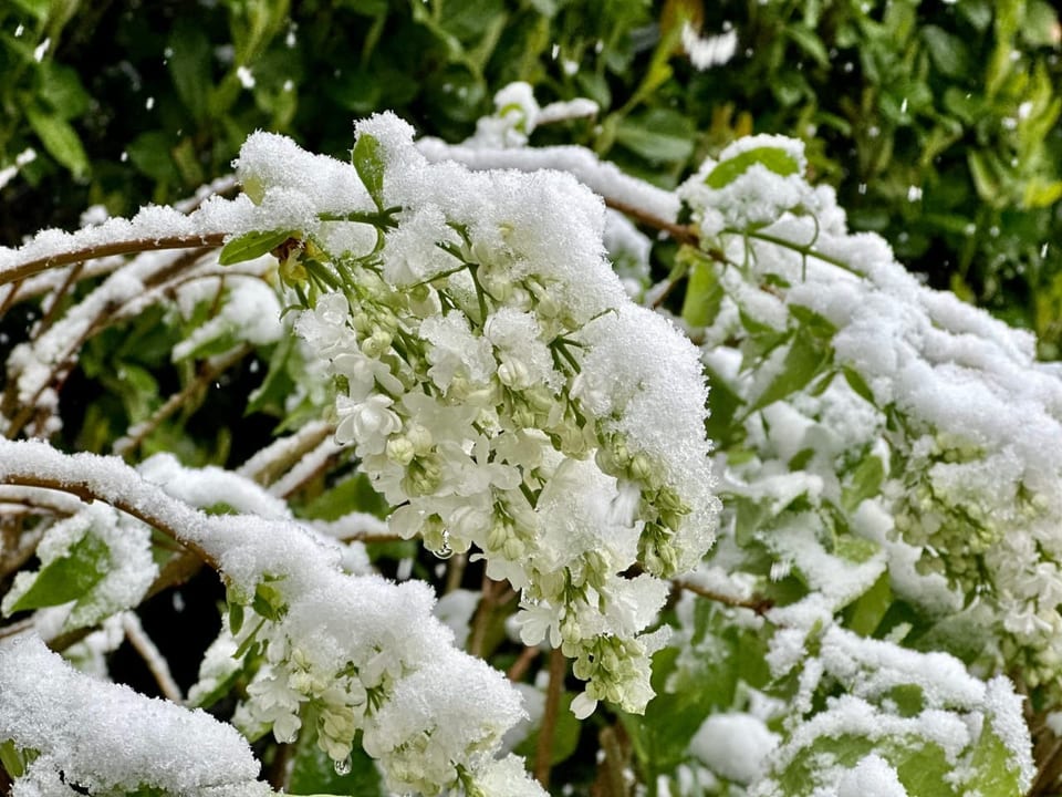 Schwere Schneelast auf den Zweigen.