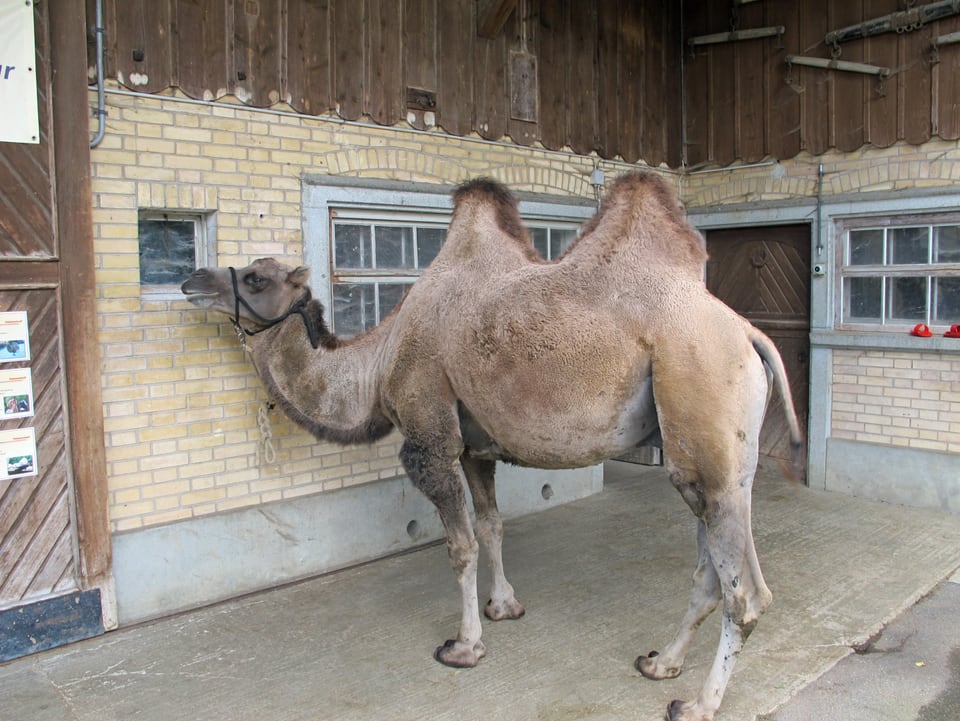 Kamel steht angebunden vor einer Hausmauer.