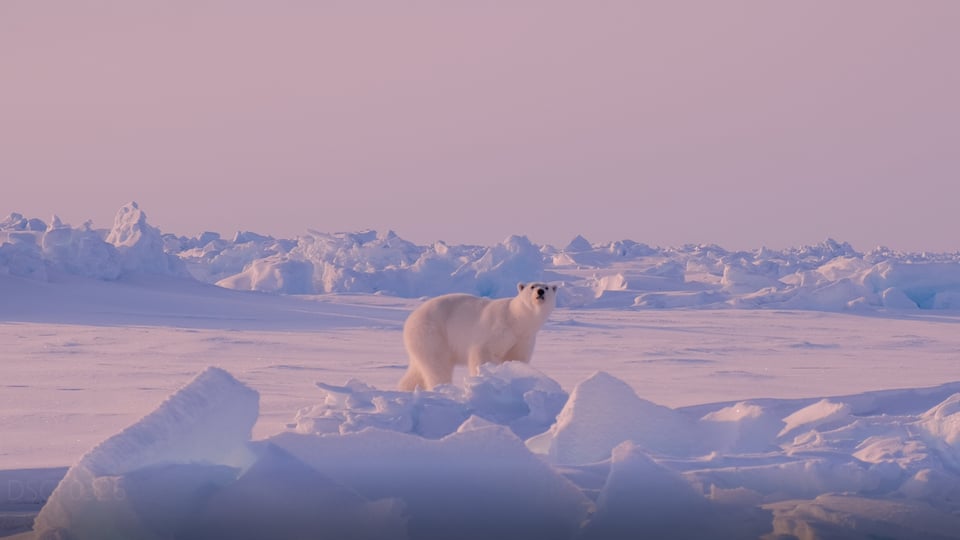 Der Eisbär versucht herauszufinden, was er in der Luft schnuppert