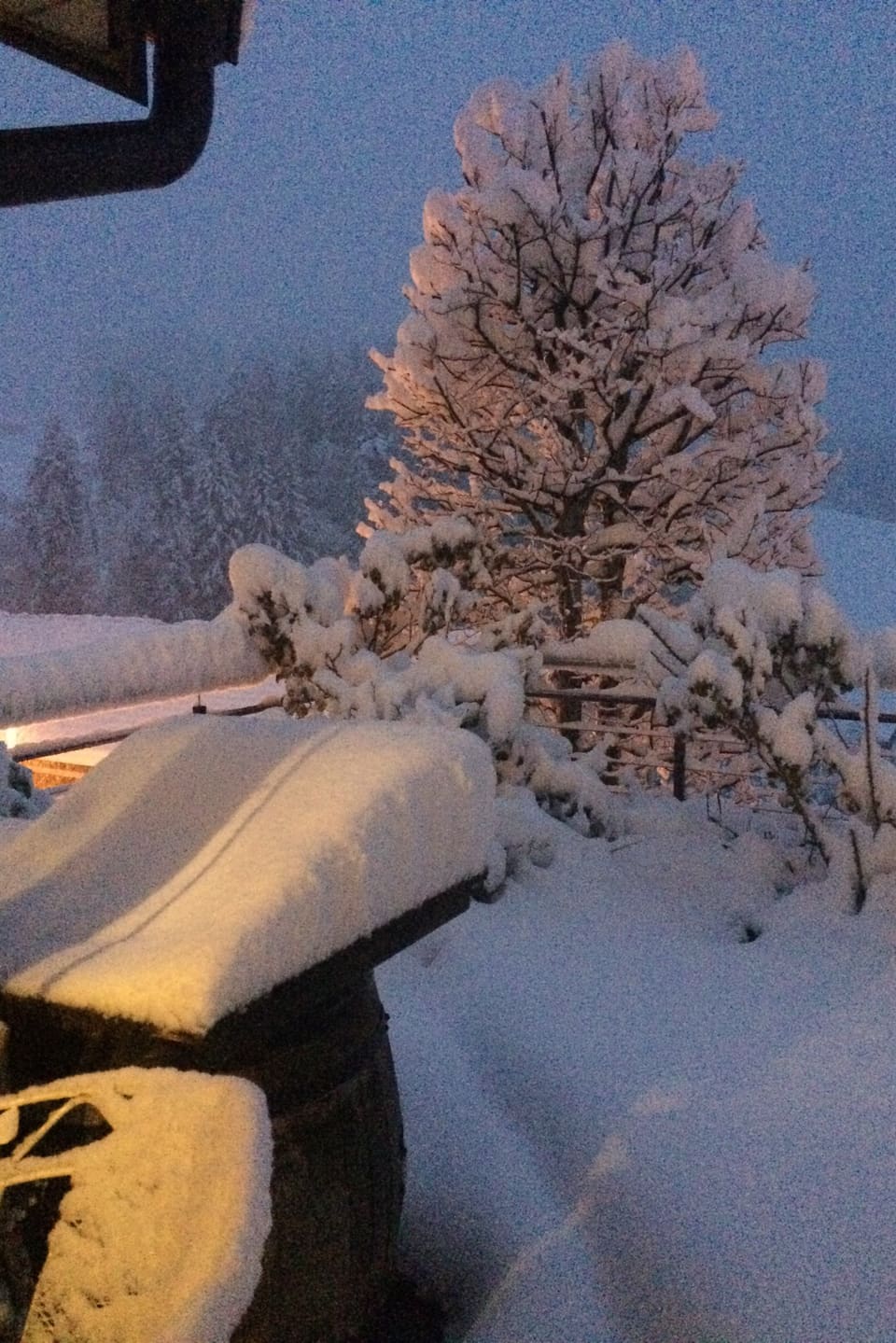 Garten unter einer Schneedecke.