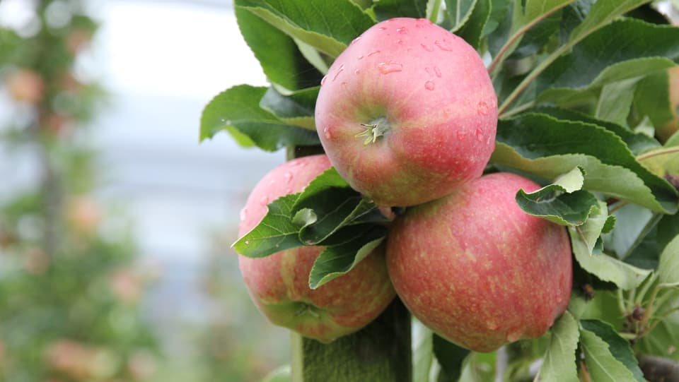 Hart umkämpfter Apfel-Markt (18.09.2015)