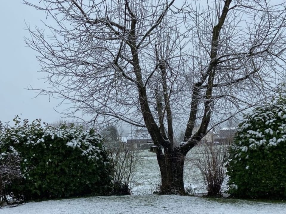 Wenig Schnee liegt auf Bäumen und Sträuchern.