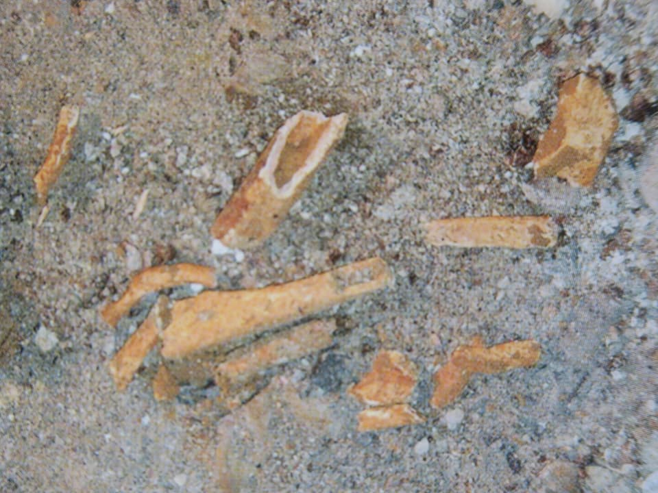 Aufnahme von Knochen-Überresten eines Menschen, die im Boden stecken.