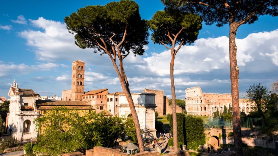Grosse Pinien-Bäume in Rom